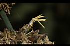 荖濃巨竹-雄花00.JPG