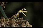 荖濃巨竹-雄花01.JPG