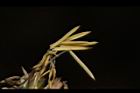 荖濃巨竹-雄花05.JPG