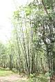 荖濃巨竹03.JPG