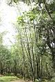 荖濃巨竹07.JPG