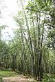 荖濃巨竹10.JPG