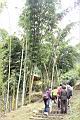 荖濃巨竹22.JPG