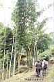 荖濃巨竹23.JPG