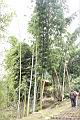 荖濃巨竹24.JPG