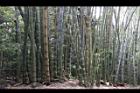 荖濃巨竹36.JPG