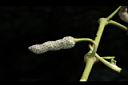 荖藤-荖花06.JPG