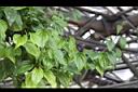 荖藤07.JPG