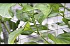 荖藤-花序01.JPG