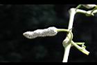 荖藤-荖花02.JPG