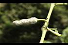 荖藤-荖花03.JPG