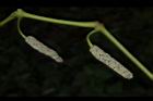 荖藤-荖花13.JPG