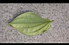 荖藤-葉背05.JPG