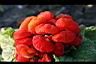 荷包花-花09.jpg