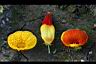 荷包花-花苞01.jpg