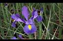 荷蘭鳶尾-花06.JPG