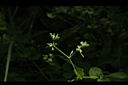 菁芳草-實00.JPG