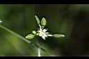 菁芳草-花00.JPG