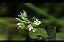 菁芳草-花07.JPG