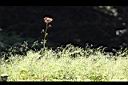 菁芳草05.jpg