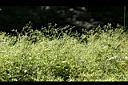 菁芳草06.jpg