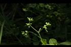 菁芳草-實03.JPG