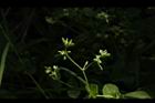 菁芳草-實04.JPG