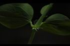 菁芳草-托葉00.JPG