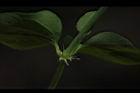 菁芳草-托葉02.JPG