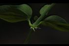 菁芳草-托葉03.JPG