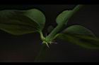 菁芳草-托葉04.JPG