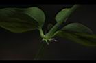 菁芳草-托葉05.JPG