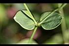 菁芳草-葉6.jpg