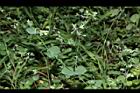 菁芳草-葉序11.JPG