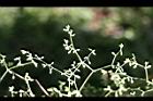 菁芳草11.jpg