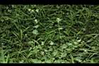 菁芳草28.JPG