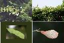 菊花木-實1.jpg