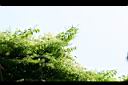 菊花木01.jpg