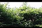 菊花木-實03.jpg