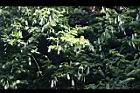 菊花木-實04.jpg