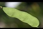 菊花木-實08.jpg