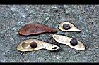 菊花木-種子10.jpg