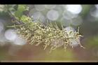菊花木-花06.jpg