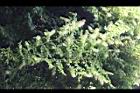 菊花木-花07.jpg