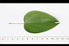 菊花木-葉正05.JPG