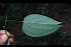 菊花木-葉背01.JPG
