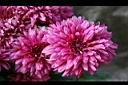 菊花18.jpg