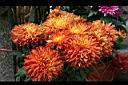 菊花19.jpg