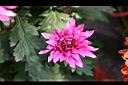 菊花21.jpg