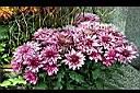菊花5.jpg